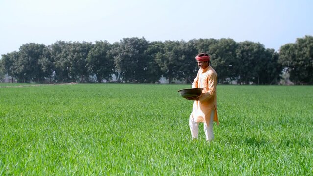 An Indian villager putting insecticide/pesticide in the wheat field- harmful chemical  toxic chemical in agriculture  traditional agricultural practises. A hardworking middle-aged farmer using urea...