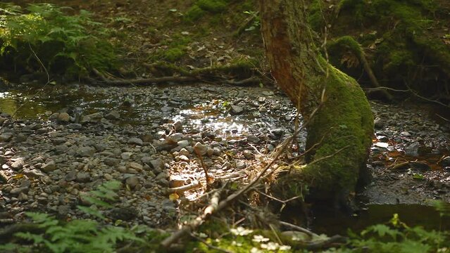 rippling stream in deciduous forest
