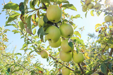 Delicious yellow apples hanging on a tree branch in an apple orchard. Ripe yellow apples on tree brunch.