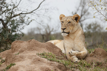 lioness resting on a mound