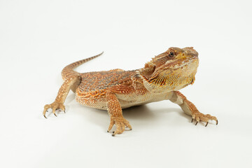 bartagame, Pogona Vitticeps 