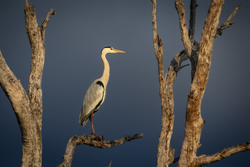 Grey heron on a branch