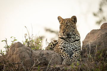 Leopard resting on a mound