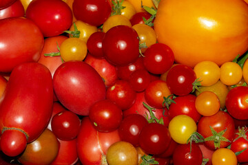 Yellow and red tomatoes harvest