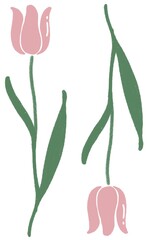 tulip flower
