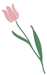 tulip flower