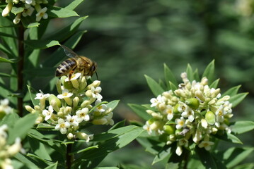 Biene an einem Seidelbast-Strauch