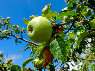green apples hang on a branch of an apple tree close-up