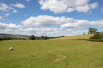 Summertime landscape in the UK.