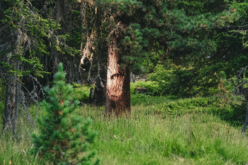 Zirbenbaum im Bergwald