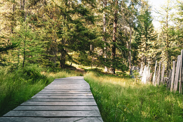 Steg im Bergwald