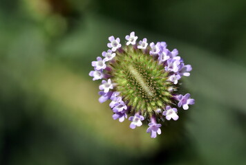 Nahaufnahme einer Verbene-Blüte