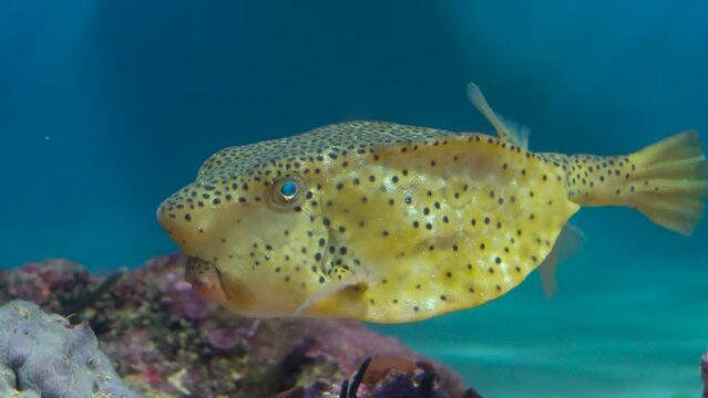 Big yellow cube body fish with cheekbones 