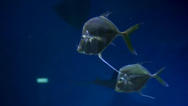 A group of ordinary selenium swims in an aquarium 