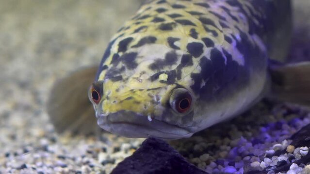 Rainbow snakehead sits in the sand at the bottom