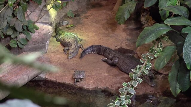 Crocodiles lie on a stone next to the turtles near