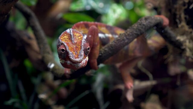 A red chameleon sits on a branch in a terrarium. 