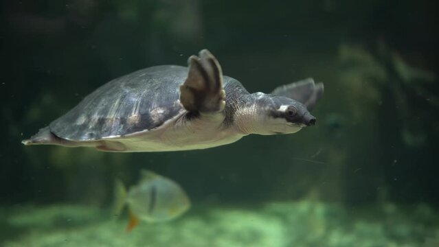 Pig-nosed turtle swims in the aquarium. 