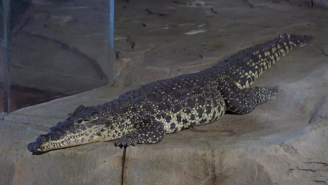 A crocodile lies on a stone in a zoo.