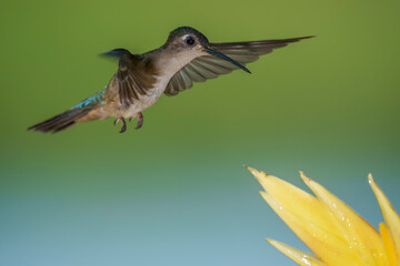 Hummingbird flying in the wild