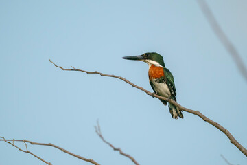 Amazon Kingfisher (Chloroceryle amazona) in the wild