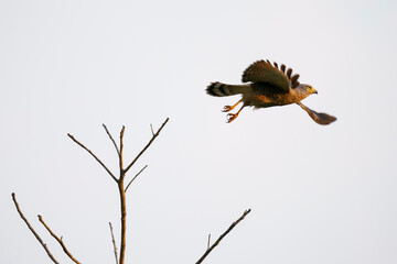 Roadside hawk (Rupornis magnirostris) in the wild