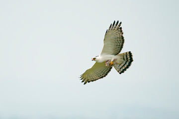 Black-and-white hawk-eagle (Spizaetus melanoleucus)