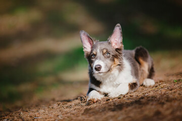 Border Collie dog puppy outdoor