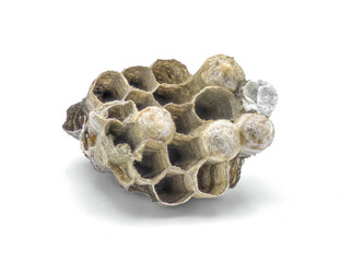 Umbrella paper vespid wasp nest made from fiber from dead wood pulp and plant stems, which they mix with saliva, used to construct making a gray or brown papery material isolated on white background