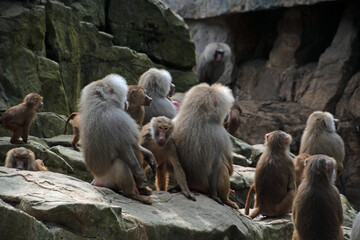 Landscape of various monkeys primate in enclosure at Berlin Zoo in Mitte Berlin