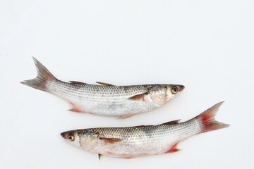 Two fish on white background, mullet, sea fish, seafood, free space, place for text, top view