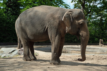 Landscape of Asian elephant (Elephas maximus) in enclosure at Berlin Zoo in Mitte Berlin