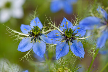 Nigella sativa, black cumin, buttercup family, close up pretty blue flowers - 638421451