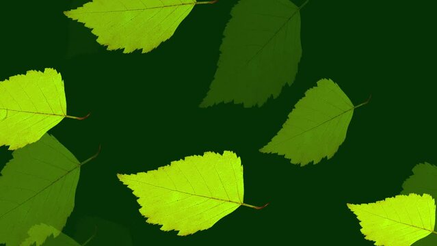 Green leaves slowly swirling fall on a dark background, video intro, computer render clip for editing
