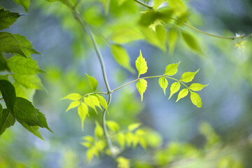 Nature of green leaf in garden at summer. Natural green leaves plants using as spring background cover page environment ecology or fresh wallpaper
