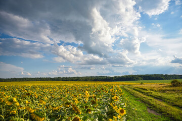 Obraz premium Summer landscape. Sunflower field with a road and sky with beautiful clouds