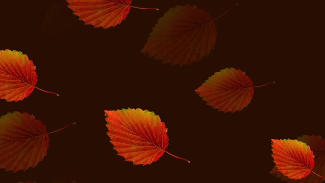Red autumn leaves slowly swirling fall on a brown background, video intro, computer render, clip for editing