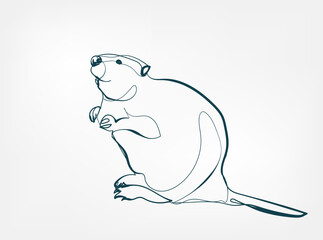 beaver vector line art animal wild life single one line hand drawn illustration isolated