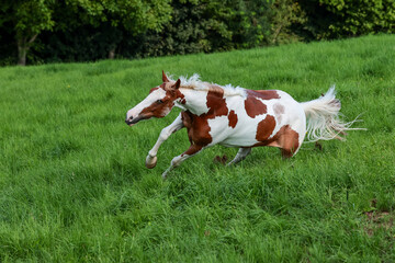 Horse spotted two-tone, just before a fall in the pasture..