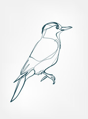 woodpecker vector line art animal wild life single one line hand drawn illustration isolated