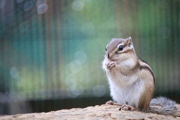 餌を食べるシマリス