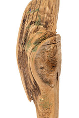 Part of driftwood isolated on white