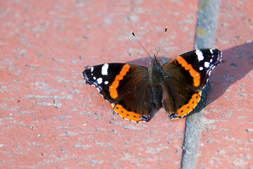 Close up Red Admiral Vanessa atalanta butterfly on the ground. Selective focus included. 
