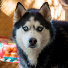 Portrait of a Husky, Beauty and Beast in One