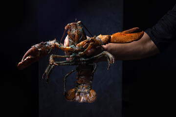 Live lobster on a dark background. Close up