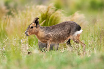 Patagonian cavi in grassland environment , La Pampa Province, Patagonia , Argentina