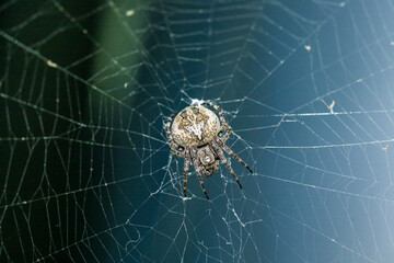spider on web in the nature 