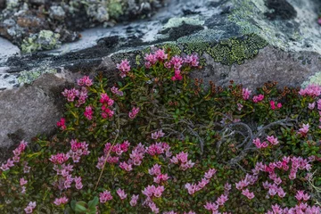 Fototapeten Alpine azalea (Kalmia procumbens) © Johannes Jensås