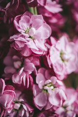 Close up of Pink Stock flower, Matthiola incana, also known as gilly flower or hoary stock
