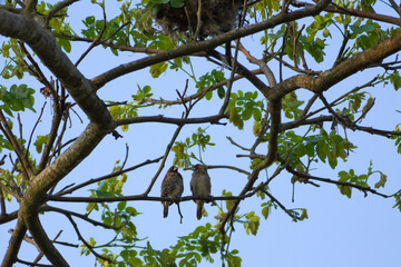 a pair of sparrows under a nest